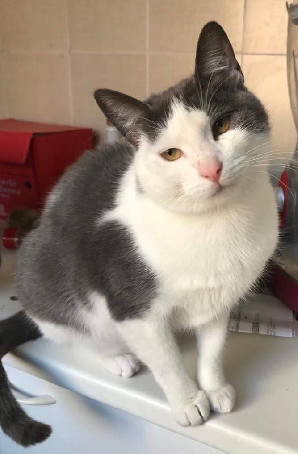 Piuma, micia molto dolce e sofficissima Foto 5